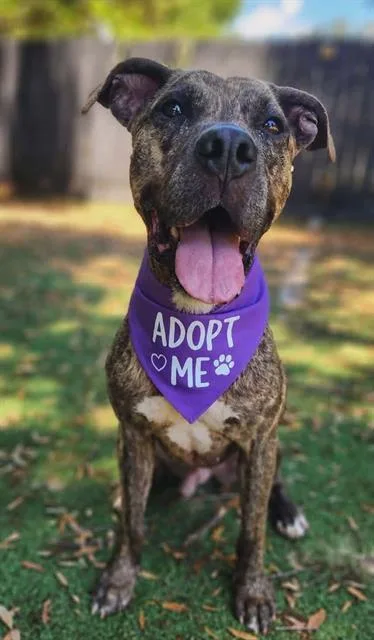 An adult medium-sized male Mixed Breed dog named Billy Butch for adoption in Fort Walton Beach, FL