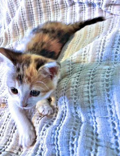 A baby medium-sized female Torbie cat named Scarlet for adoption in Rutherfordton, NC