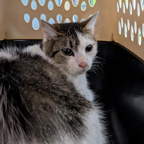 An adult medium-sized female Domestic Short Hair cat named Ginger Spice for adoption in Des Moines, IA