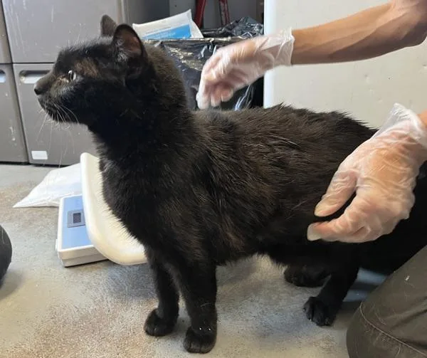 An adult medium-sized male Domestic Short Hair cat named Yoshi for adoption in Salt Lake City, UT