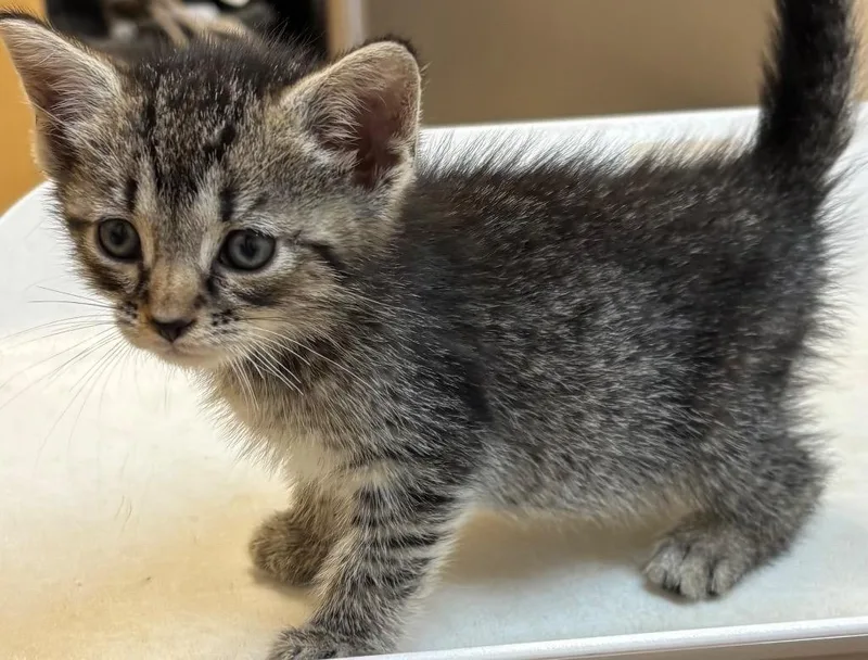 A baby small-sized male Domestic Short Hair cat named Joker for adoption in Elizabethton, TN