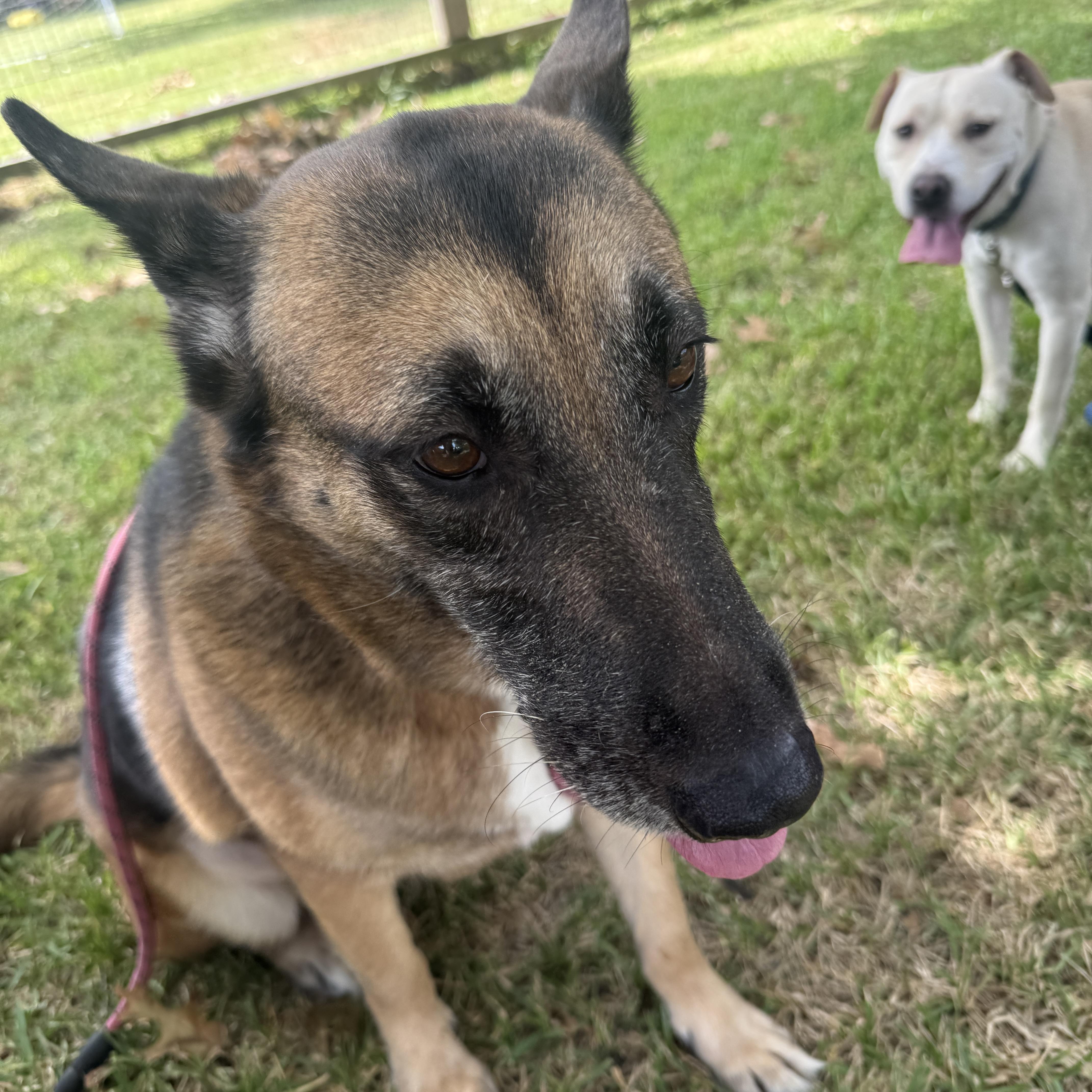 An adult large-sized female Black German Shepherd Dog dog named Pretty for adoption in Liverpool, TX