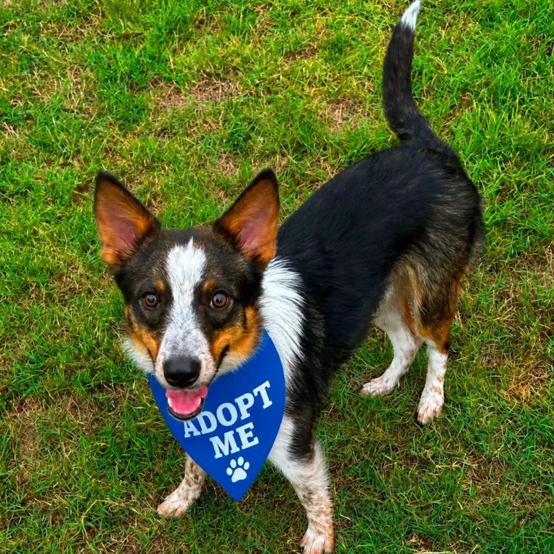 A young medium-sized male Border Collie dog named Talty for adoption in Kaufman, TX