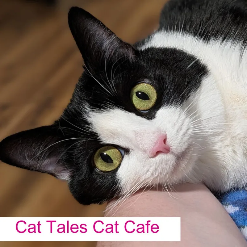 An adult medium-sized female White Domestic Short Hair cat named Glenda for adoption in Chapel Hill, NC