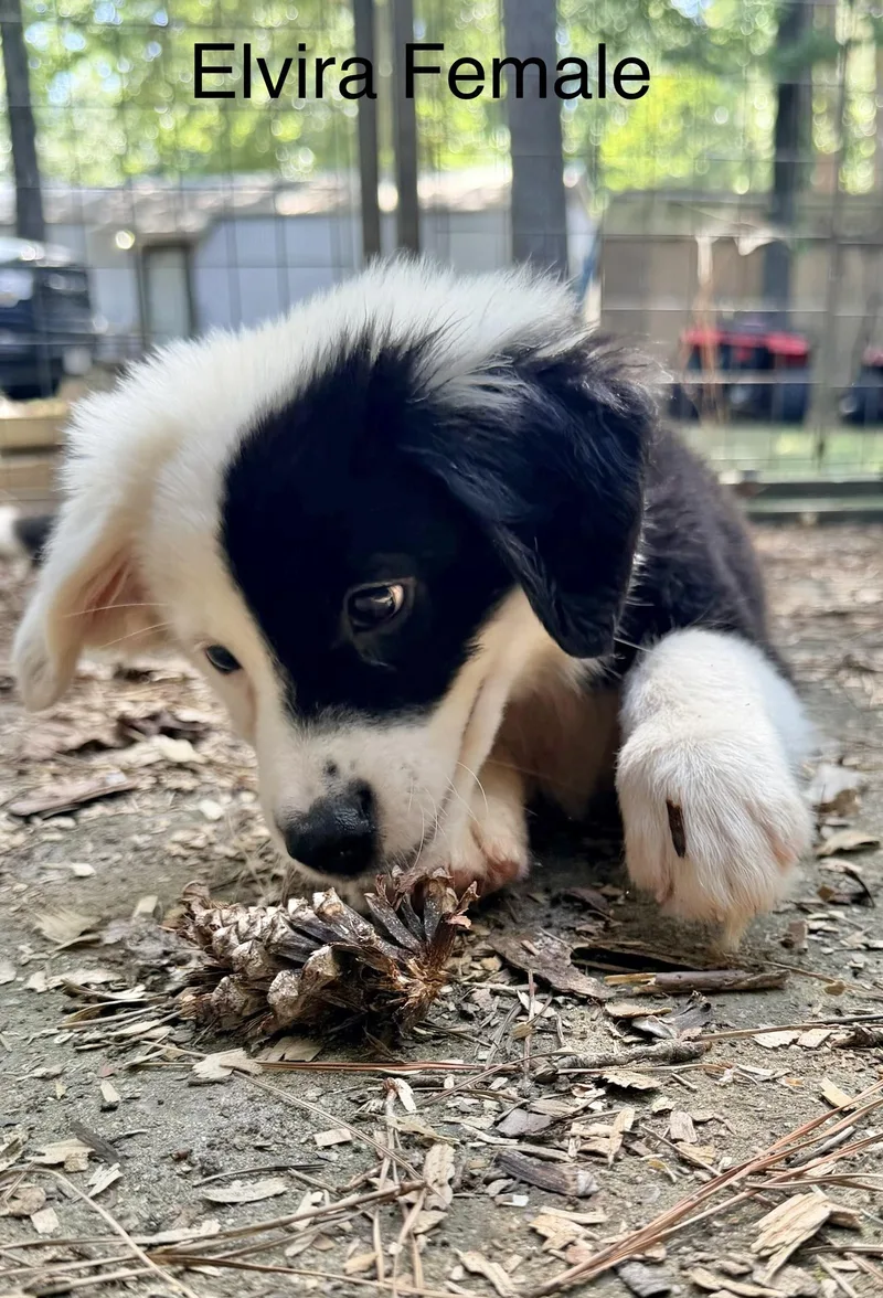 A baby medium-sized female Border Collie dog named Elvira for adoption in Manchester, CT