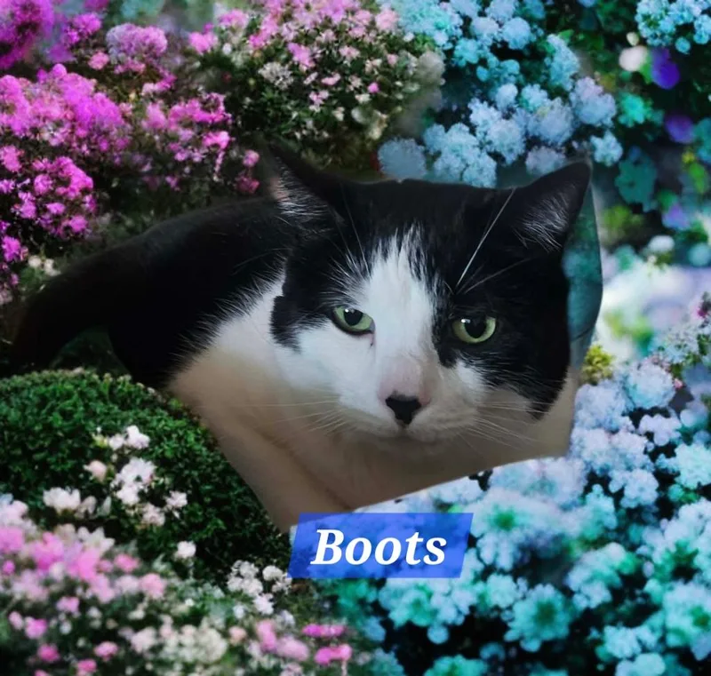 An adult medium-sized male Domestic Short Hair cat named Boots for adoption in Jim Thorpe, PA