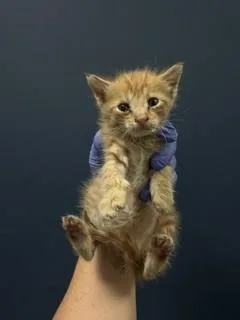 A baby small-sized male Domestic Short Hair cat named Rainbow for adoption in Miami, FL