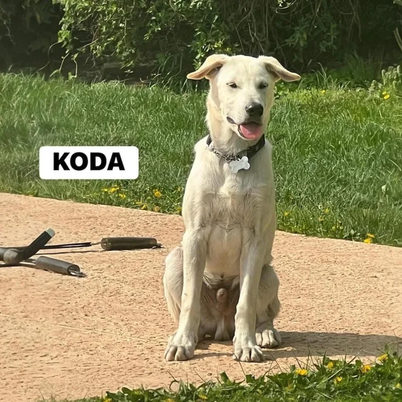 A baby medium-sized male White / Cream Carolina Dog dog named Koda for adoption in Hillsborough, NJ
