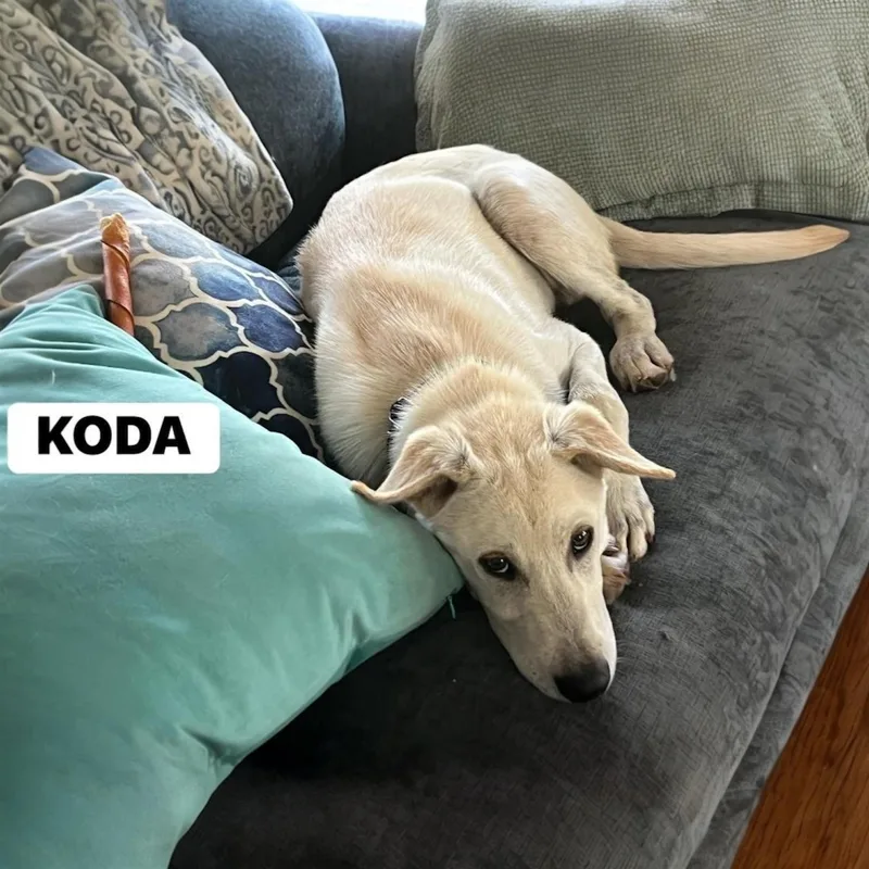Koda thumbnail 2