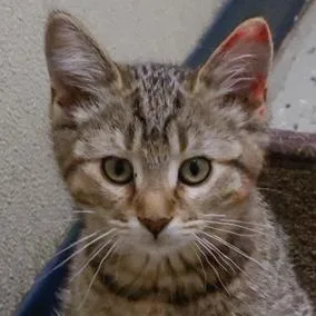 A baby small-sized female Domestic Short Hair cat named Lynn for adoption in Verona, WI