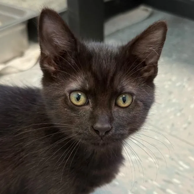 A baby small-sized male Domestic Short Hair cat named Ducky for adoption in New Philadelphia, OH