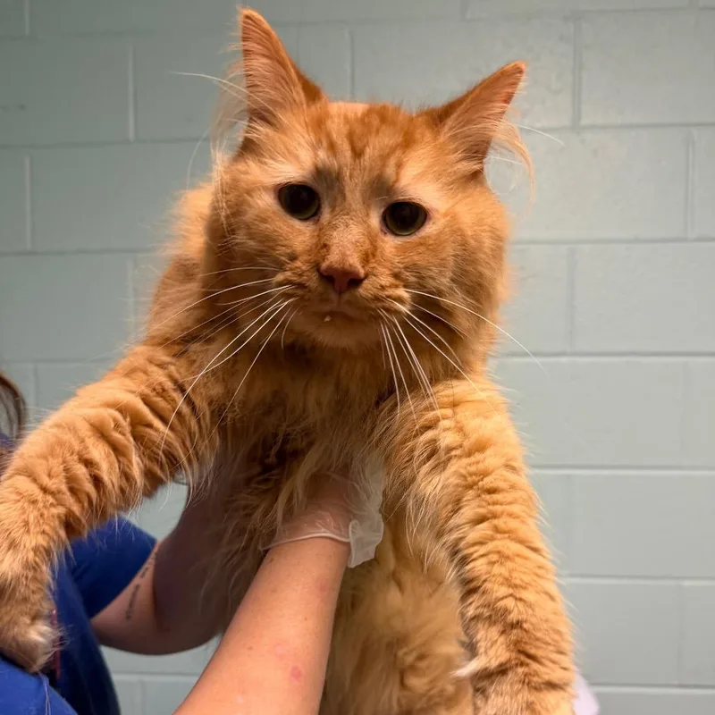 Pooh Bonded to