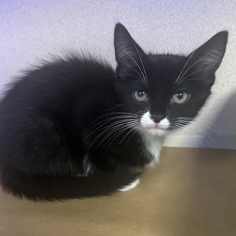 A baby small-sized female Black Domestic Short Hair cat named Moo Moo for adoption in New York, NY