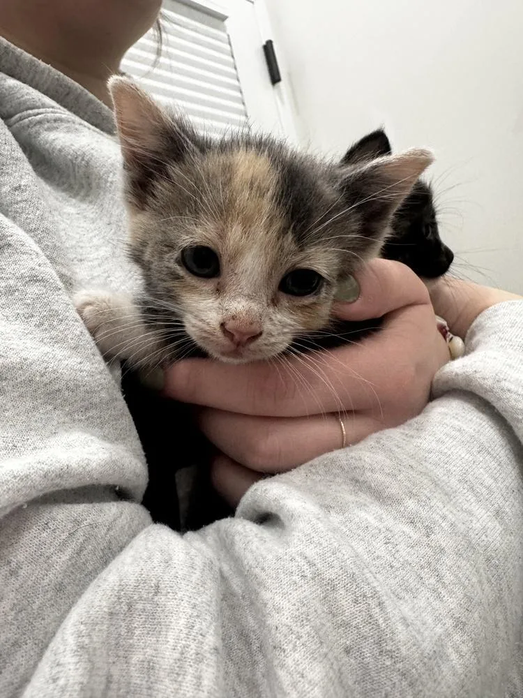 A baby small-sized female Gray / Blue / Silver Domestic Short Hair cat named Jenny for adoption in Brewster , NY