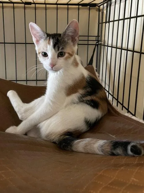 A baby medium-sized female Domestic Short Hair cat named Pleasance BRT for adoption in Missouri City, TX