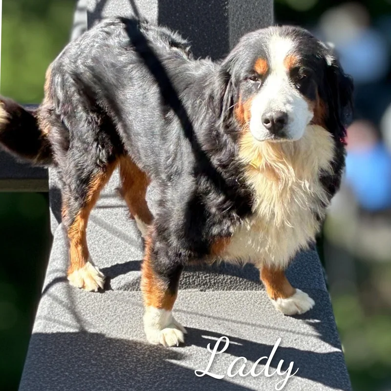 An adult large-sized female Tricolor (Brown, Black, & White) Bernese Mountain Dog dog named Lady for adoption in Fredericksburg, VA
