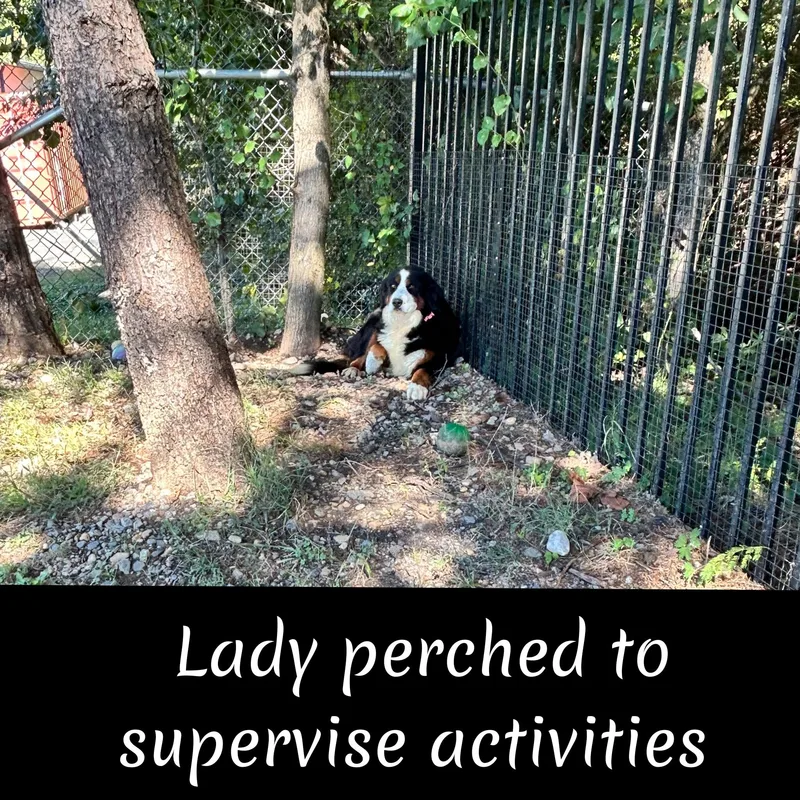 Lady thumbnail 3