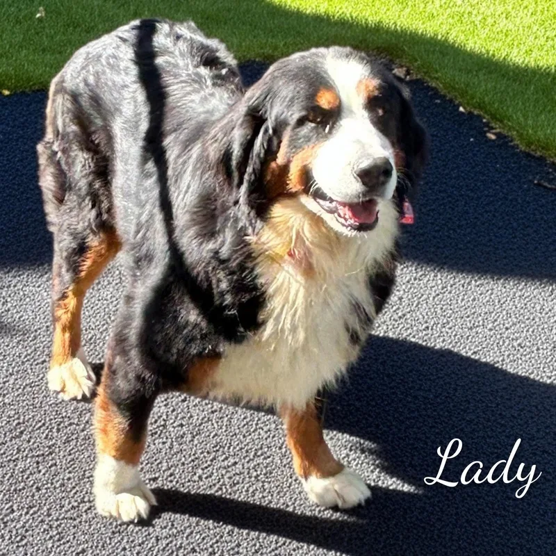Lady thumbnail 4