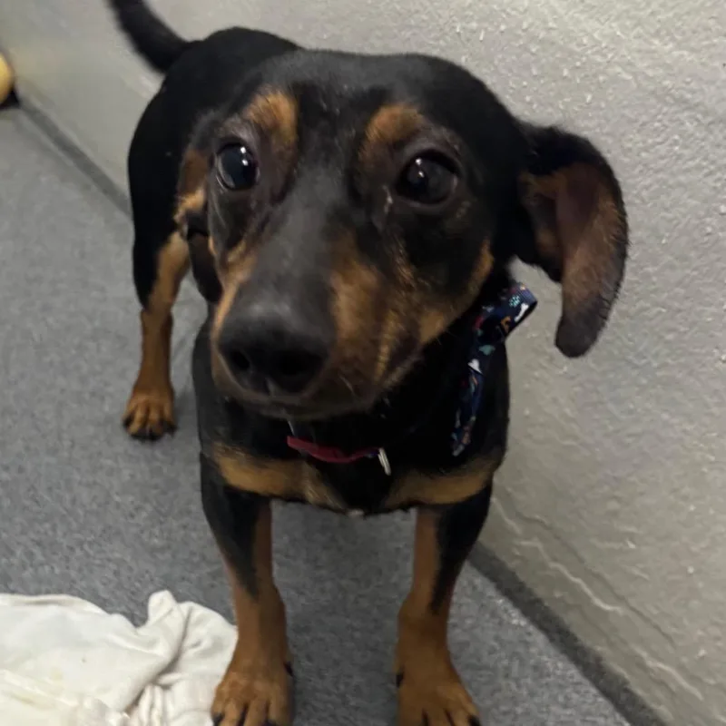An adult small-sized male Black Dachshund dog named Blitz for adoption in Evansville, IN