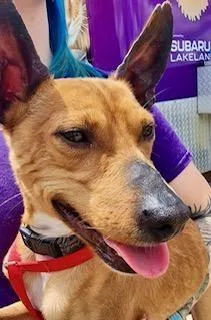 An adult small-sized male Yellow / Tan / Blond / Fawn Jack Russell Terrier dog named Copper  Jack for adoption in Winter Haven, FL