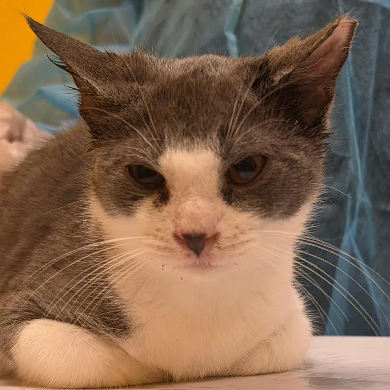 A baby medium-sized female Gray / Blue / Silver Domestic Short Hair cat named Smile for adoption in Newark, NJ