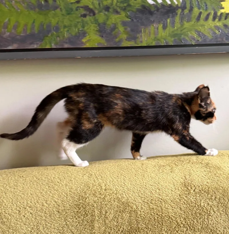 A baby medium-sized female Brown / Chocolate Domestic Short Hair cat named Clementine for adoption in Mount Prospect, IL