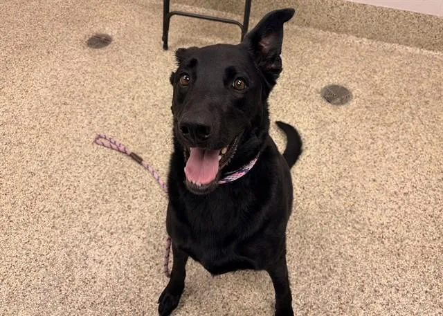 An adult large-sized male German Shepherd Dog dog named Moose for adoption in Colorado Springs, CO