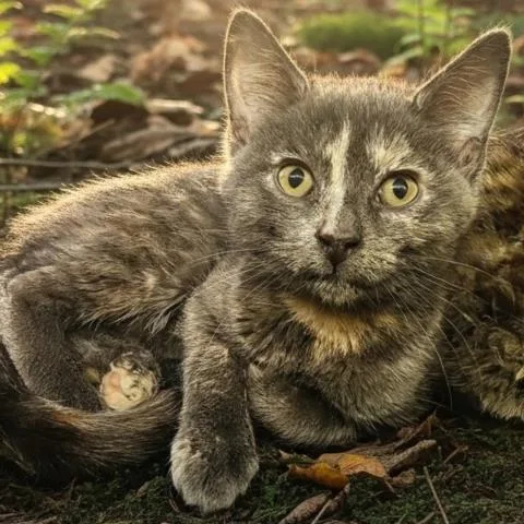 A baby small-sized female Domestic Short Hair cat named Crimson Queen for adoption in Clinton Township, MI