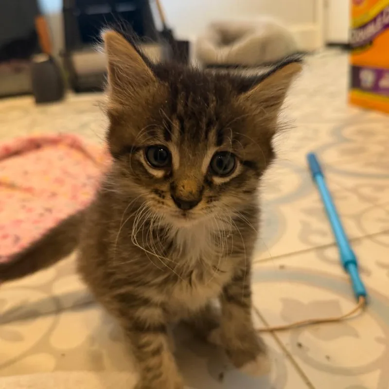 A baby small-sized male Brown / Chocolate Domestic Medium Hair cat named Pancake for adoption in Missouri City, TX