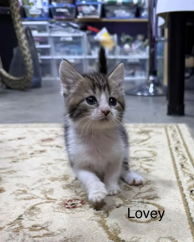 A baby medium-sized female Domestic Short Hair cat named Lovey for adoption in Johnson City, TN