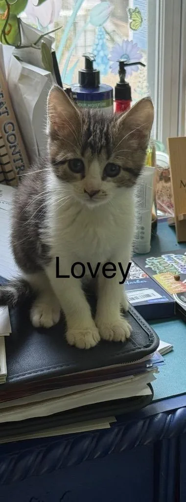 Lovey thumbnail 2