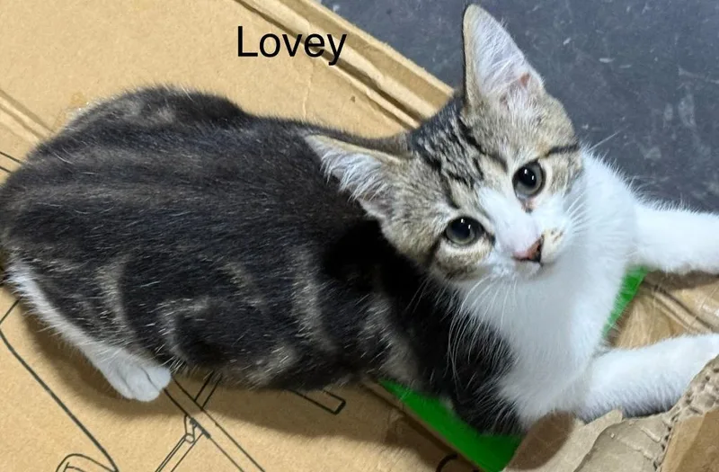Lovey thumbnail 4