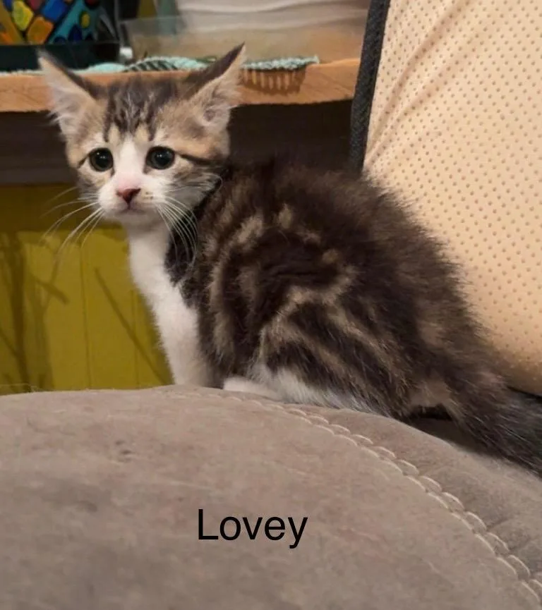 Lovey thumbnail 6
