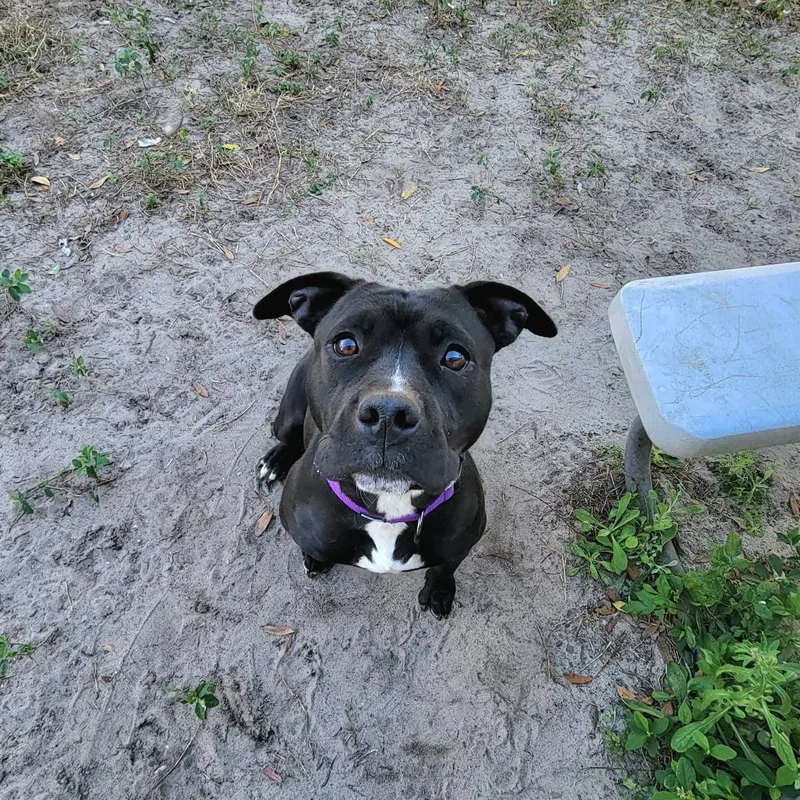 An adult medium-sized female Terrier dog named Nala for adoption in Lake Panasoffkee, FL
