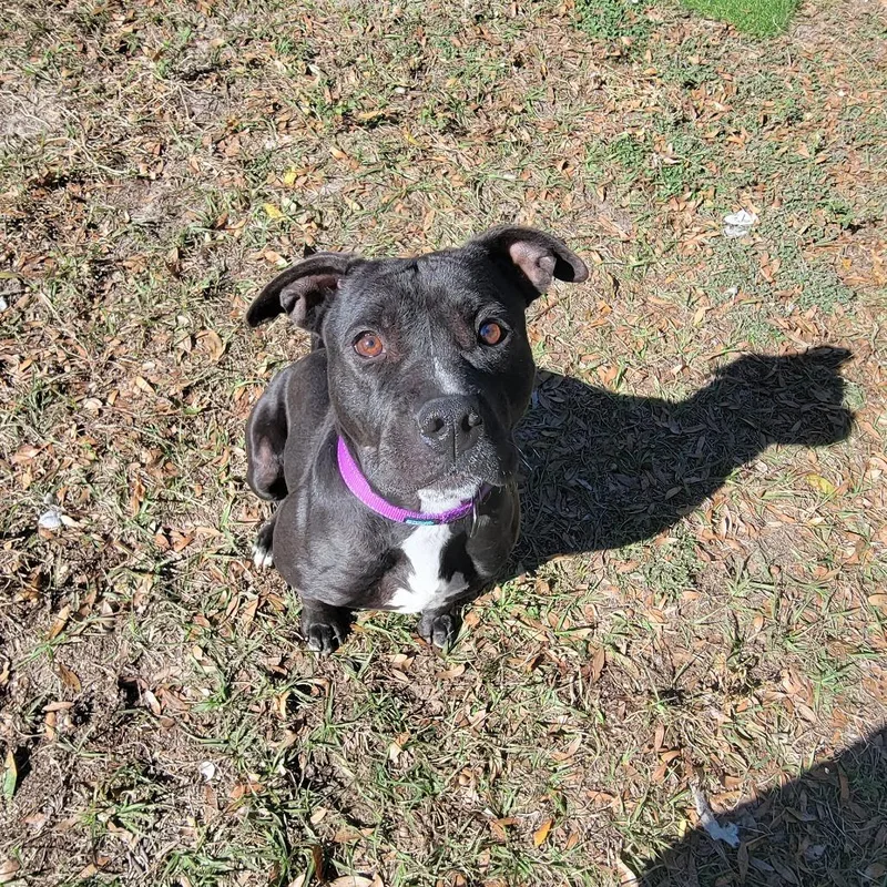 Nala thumbnail 3