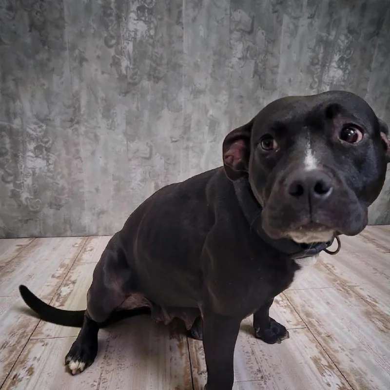 Nala thumbnail 5