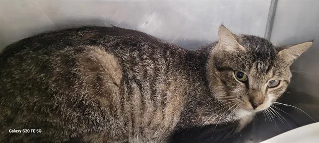 An adult large-sized male Domestic Short Hair cat named Gary for adoption in Panama City, FL