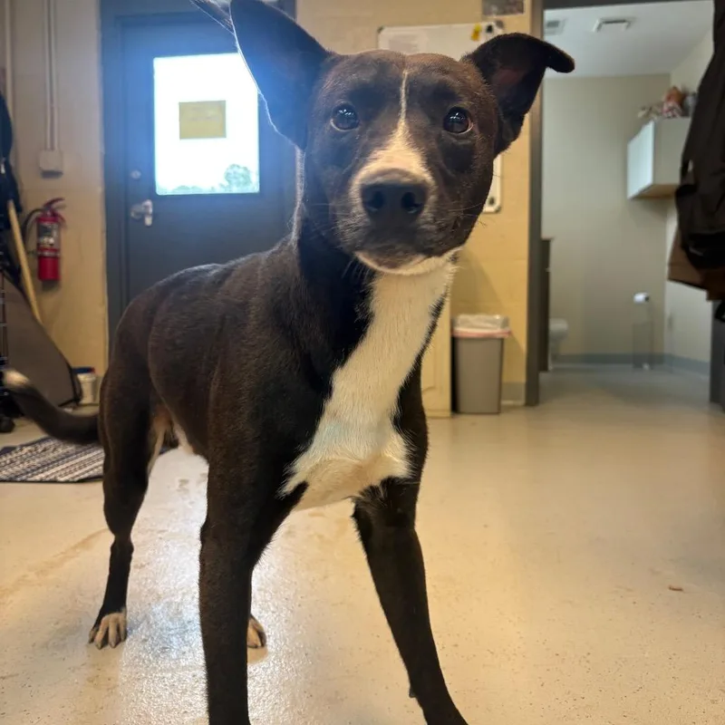 An adult medium-sized male Black Mixed Breed dog named Rascal for adoption in Huntington, WV
