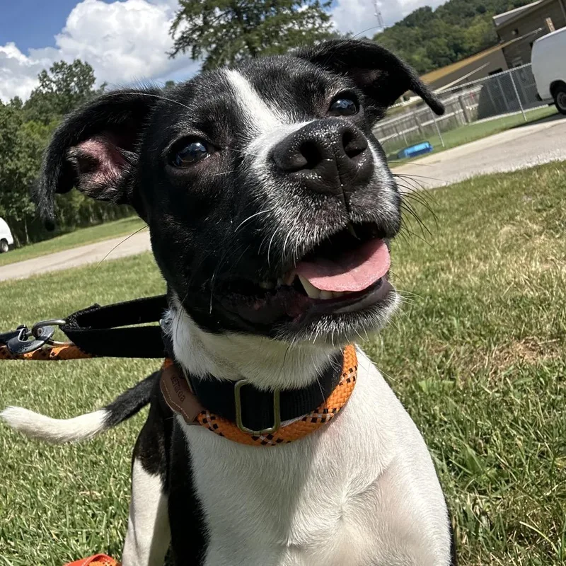 A young small-sized female Black Mixed Breed dog named Minnie for adoption in Batavia, OH