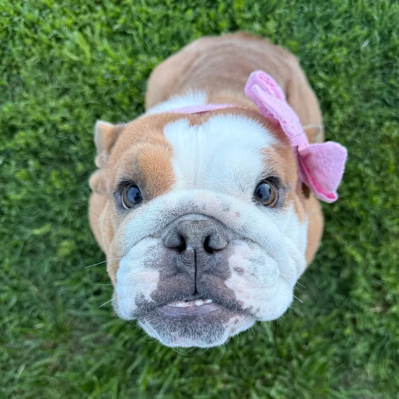 Petunia thumbnail 5