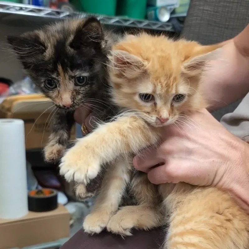 A baby small-sized female Orange / Red Domestic Short Hair cat named Orange Cat for adoption in Pekin, IL
