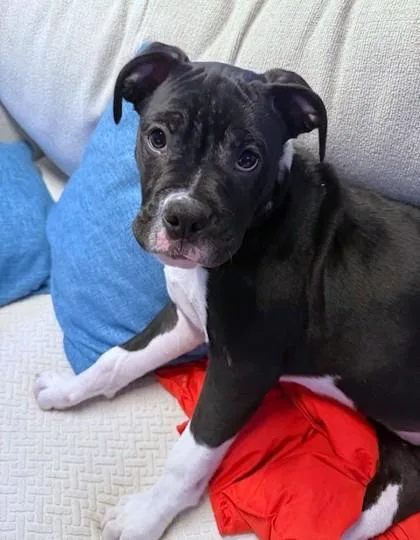 A young small-sized male Boxer dog named Sirius for adoption in Washington, DC
