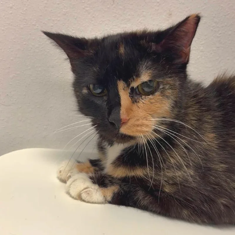 A senior medium-sized female Black Domestic Medium Hair cat named Sarabi for adoption in Edinburg, TX