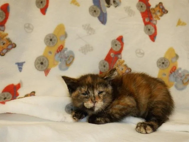 A baby small-sized female Domestic Short Hair cat named Nina for adoption in San Jose, CA