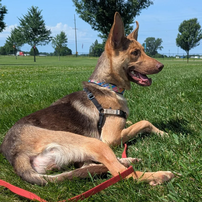 An adult medium-sized female Yellow / Tan / Blond / Fawn Shepherd dog named Ciela for adoption in Valparaiso, IN