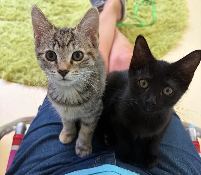 A baby medium-sized female Black Domestic Short Hair cat named Nova & Orion for adoption in Frederick, MD