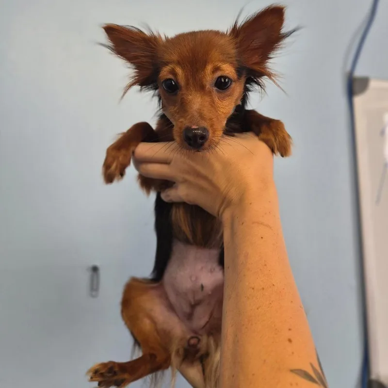 A young small-sized female Black Chihuahua dog named Koko for adoption in Wahiawa, HI