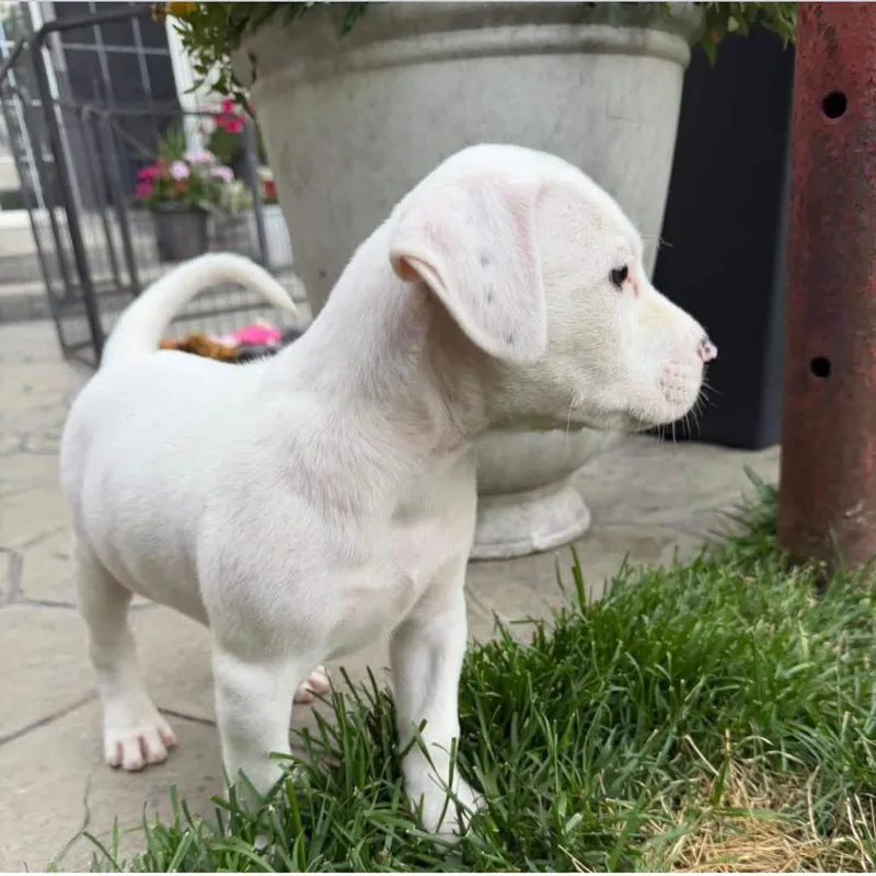 A baby medium-sized male White / Cream Hound dog named Axel for adoption in Joliet, IL
