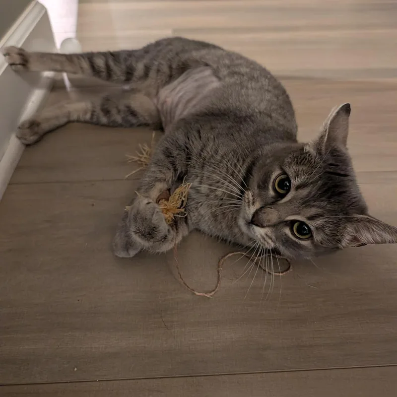 Brittany Davis thumbnail 3