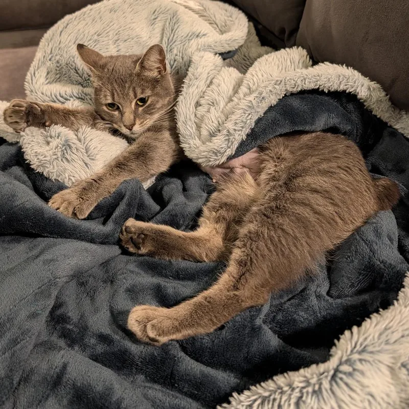 Brittany Davis thumbnail 4